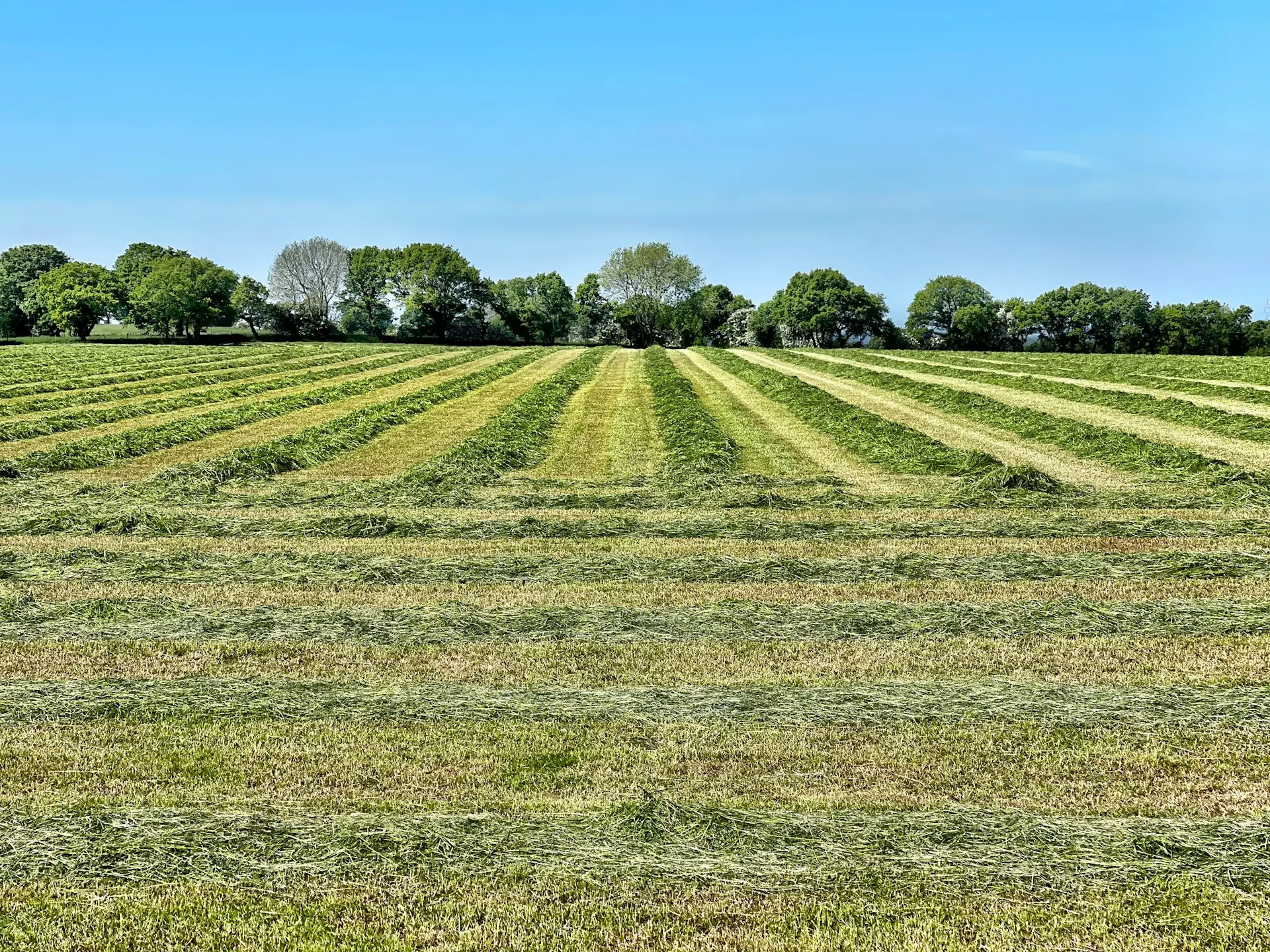 green grass field under blue sky during daytime